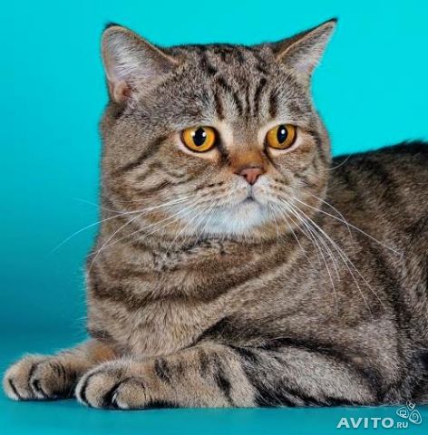 �������� �������� �� ��������� ����� Glamusha