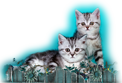 �������� �������� �� ��������� ����� Glamusha