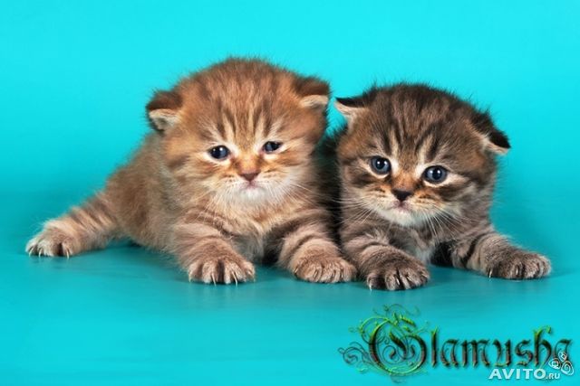 �������� �������� �� ��������� ����� Glamusha