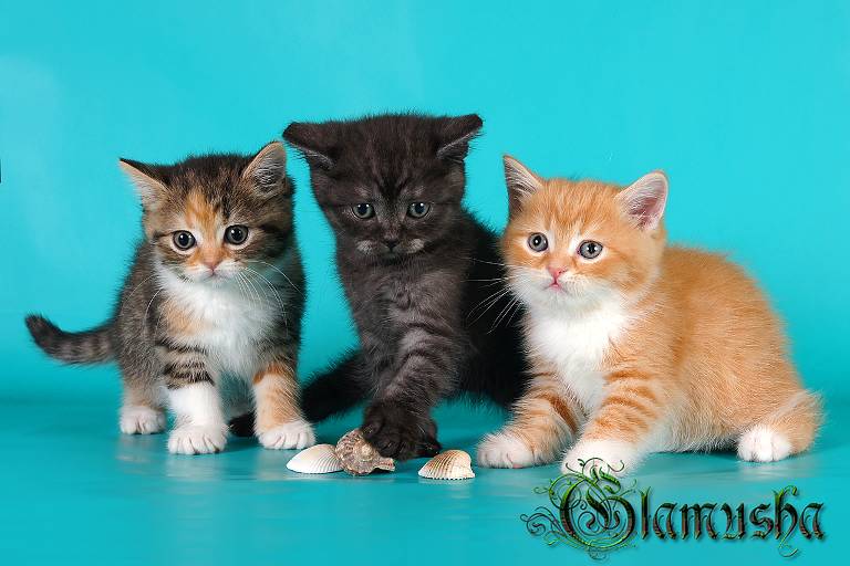 �������� �������� �� ��������� ����� Glamusha