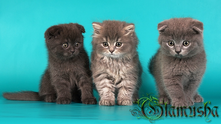 �������� �������� �� ��������� ����� Glamusha