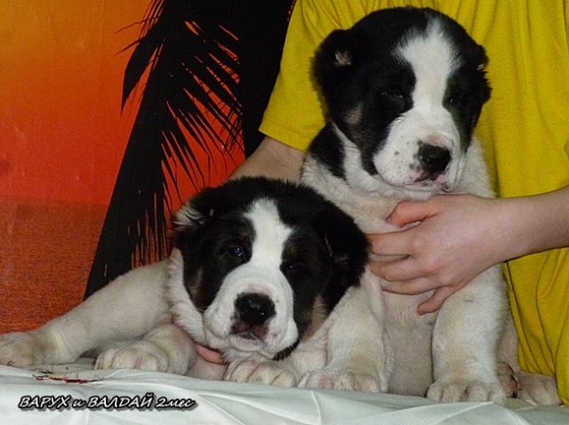 ��������������� ������� (������) �� ��������� ����� ������� �����