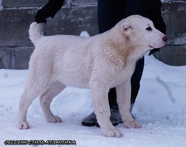 ��������������� ������� (������) �� ��������� ����� ������� �����