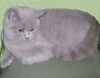 ���������� ���������������. ��������