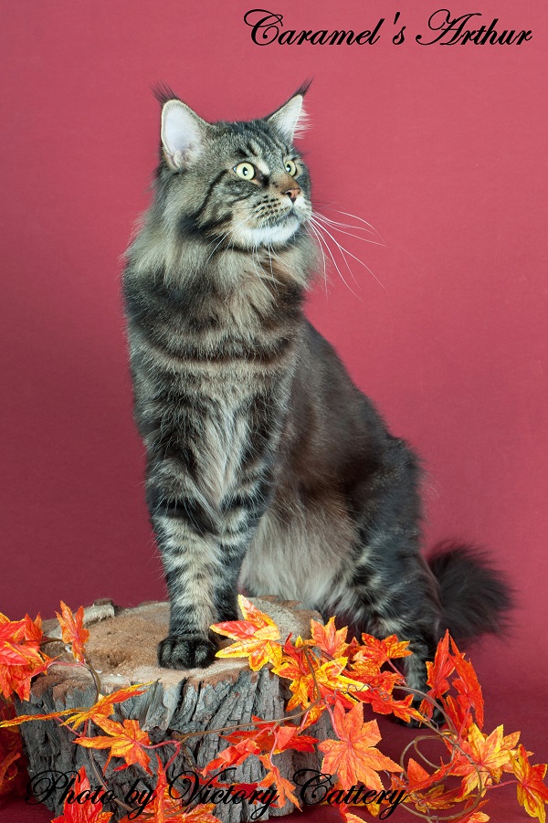 ����-���. ��������