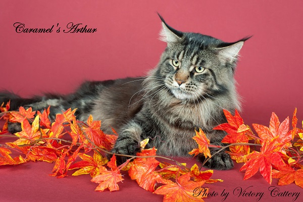 ����-���. ��������