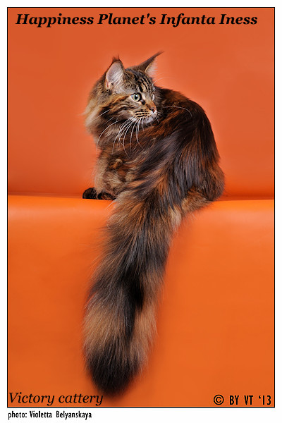 ����-���. ��������