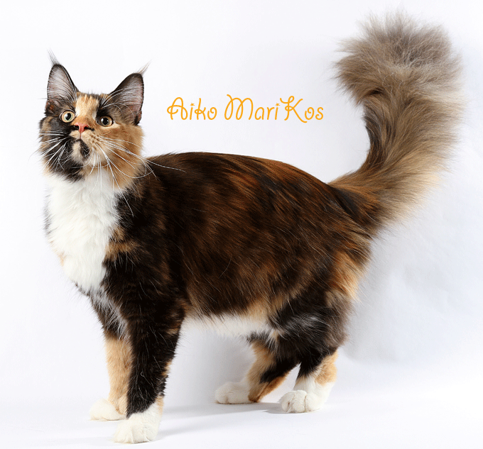 ������������� �������� �����