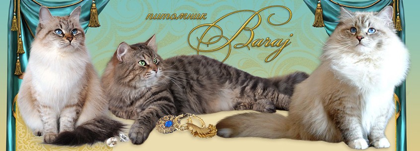 ��������� �����. ��������