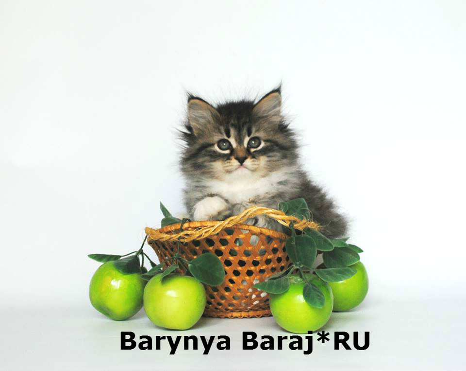 ��������� �����. ��������