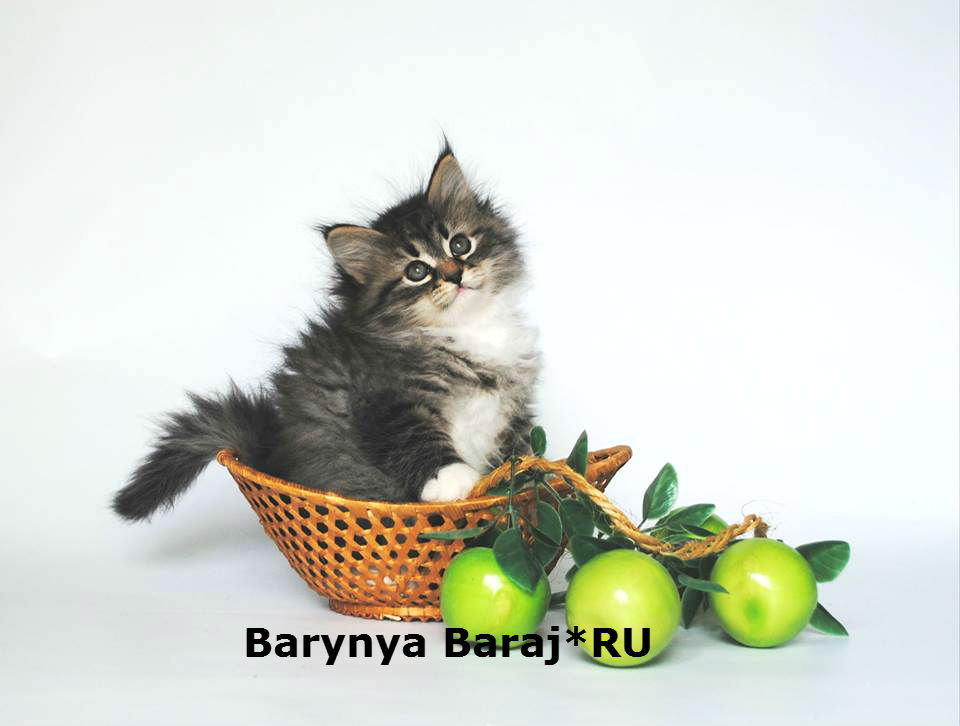 ��������� �����. ��������