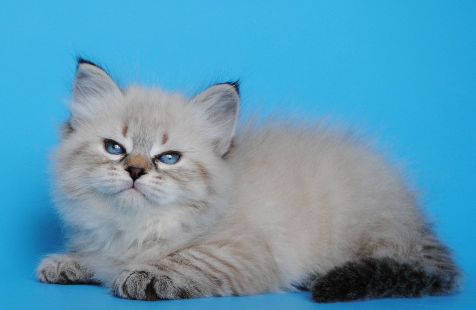 ��������� �����. ��������