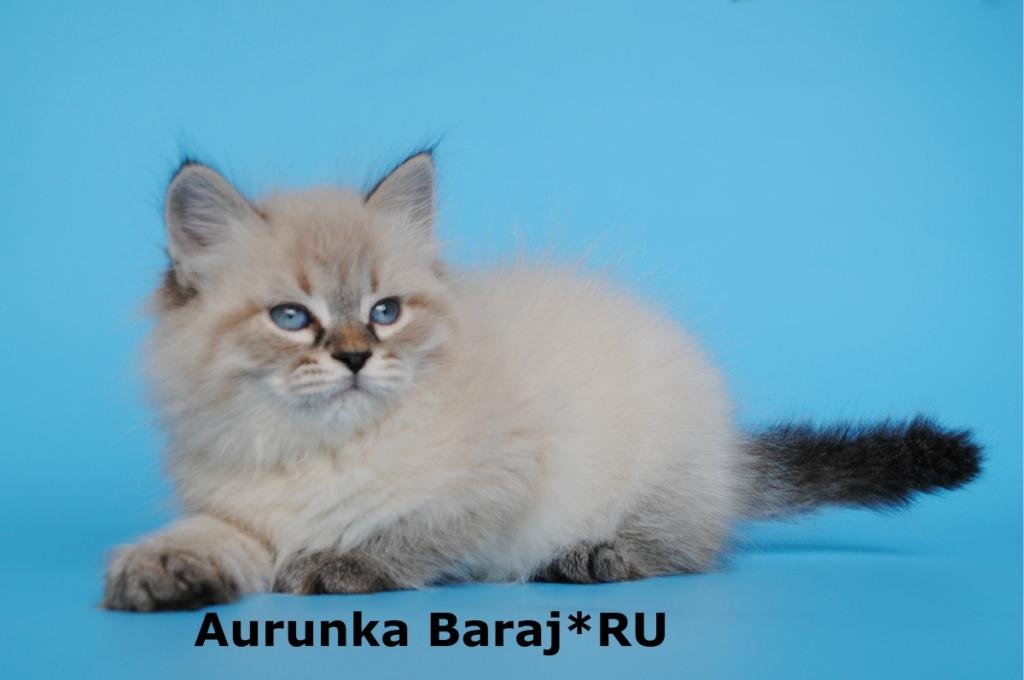 ��������� �����. ��������