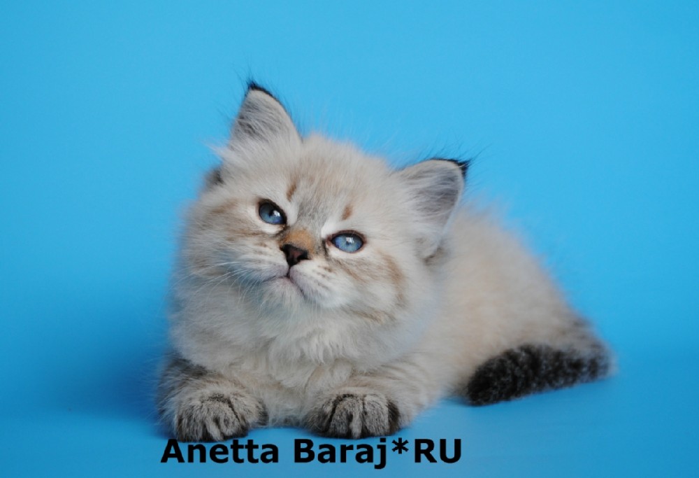 ��������� �����. ��������