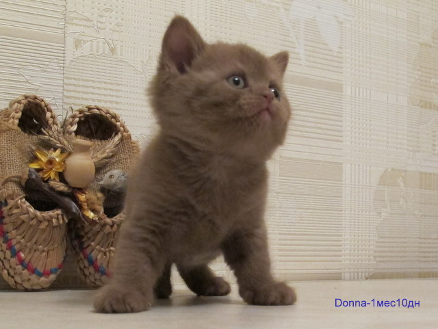 ���������� ���������������. ��������