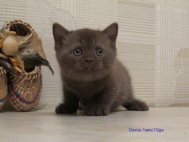 ���������� ���������������. ��������