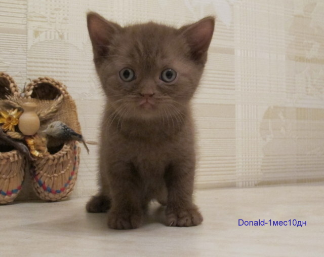 ���������� ���������������. ��������