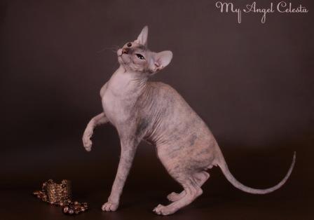 ������� ������