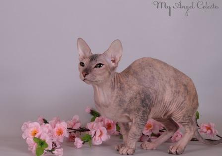 ������� ������