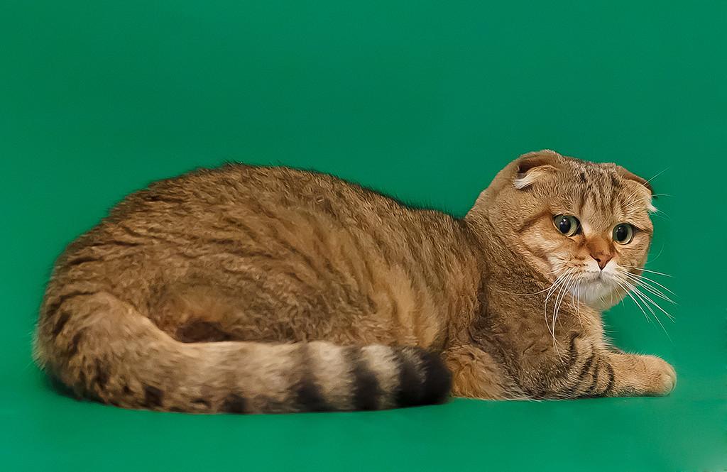 ���������� ���������������. ��������