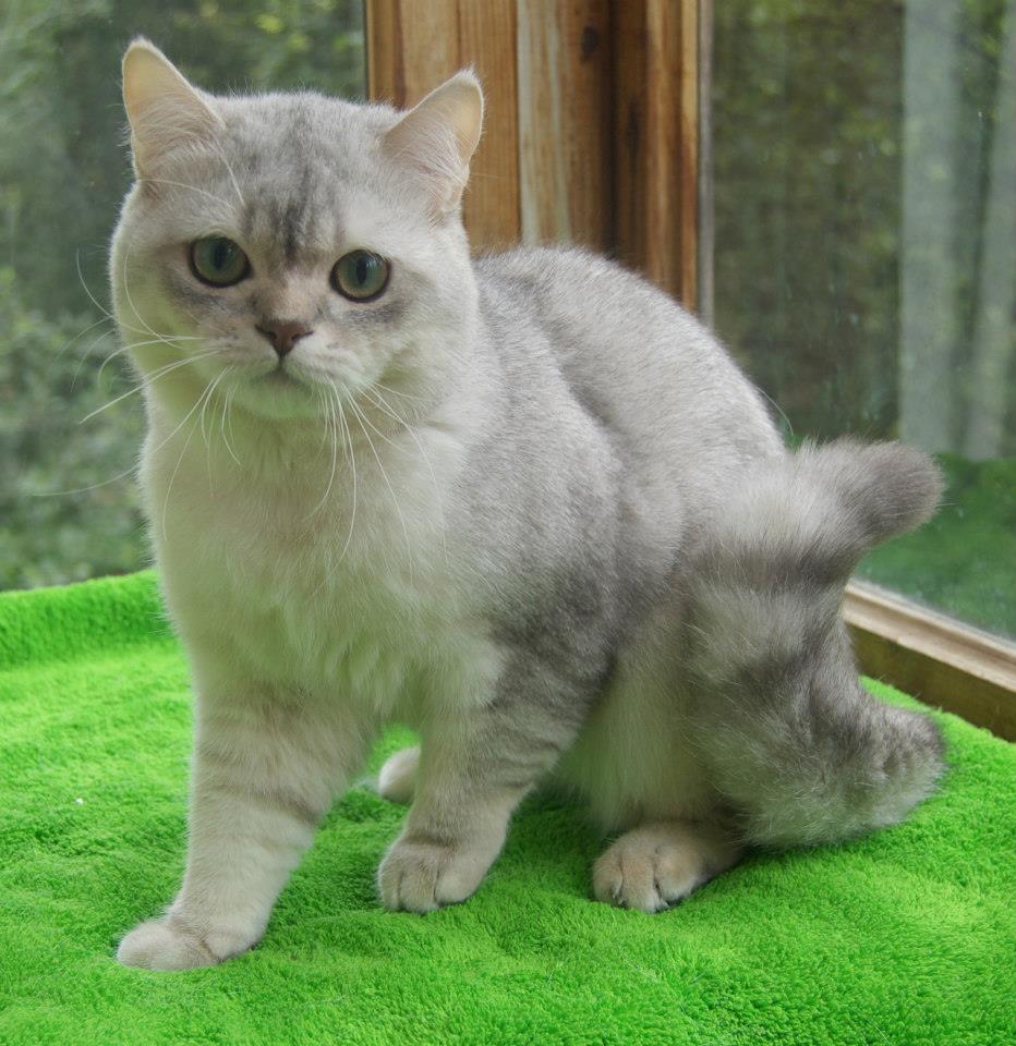 ���������� ���������������. ��������