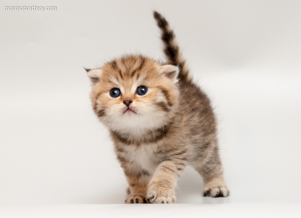 ���������� ���������������. ��������