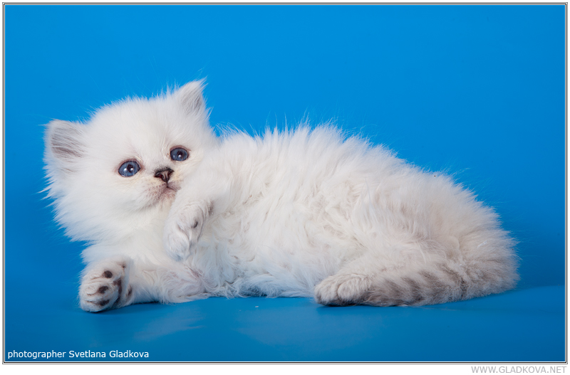 ���������� ���������������. ��������