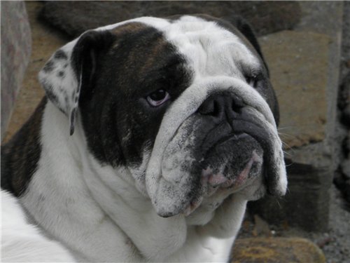 ���������� ������� �� ��������� ����� ����  ����