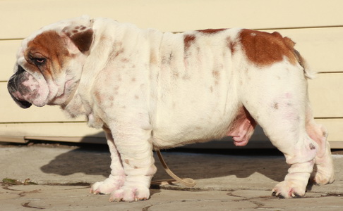 ���������� �������. ��������