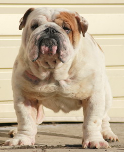 ���������� �������. ��������