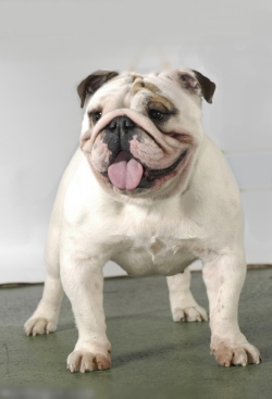 ���������� �������. ��������