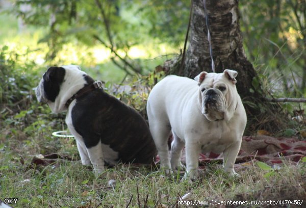 ���������� �������. ��������