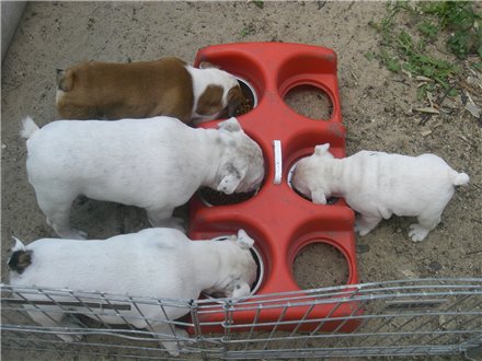 ���������� ������� �� ��������� ����� ����  ����