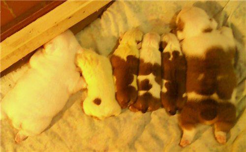 ���������� ������� �� ��������� ����� ����  ����