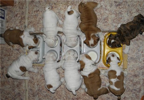 ���������� ������� �� ��������� ����� ����  ����