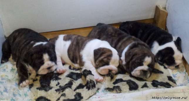 ���������� ������� �� ��������� ����� ����  ����