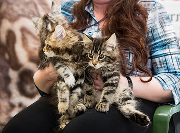 ����-��� �� ��������� ����� Silkycoon