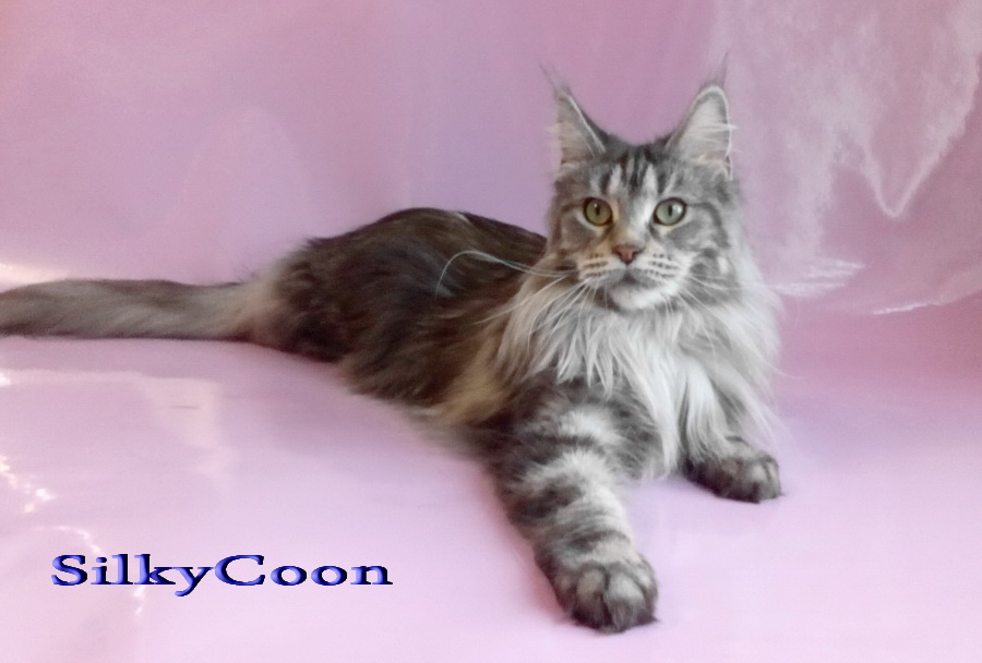 ����-��� �� ��������� ����� Silkycoon