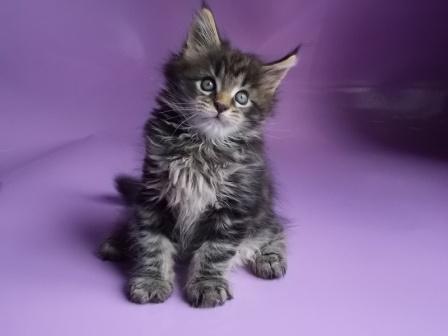 ����-��� �� ��������� ����� Silkycoon