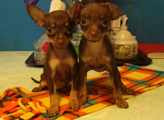 ������������� �������� �����