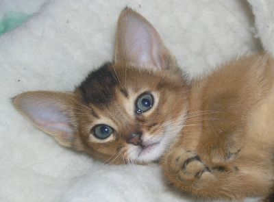 ����������� ����� �� ��������� ����� Rocabella