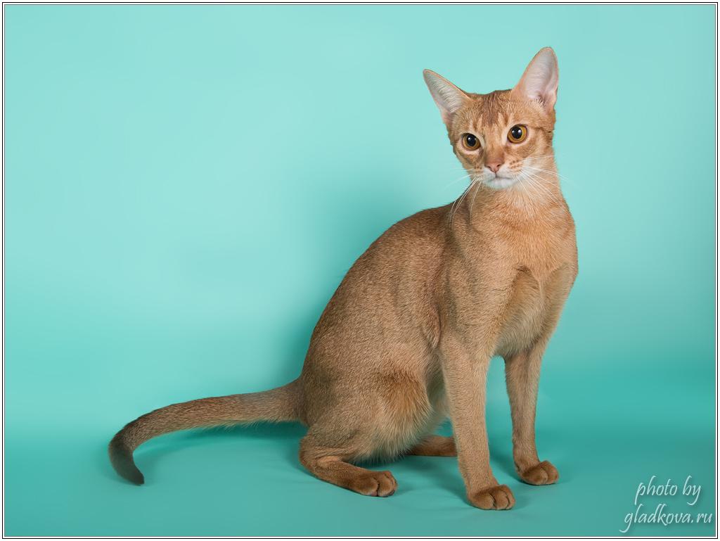 ����������� �����