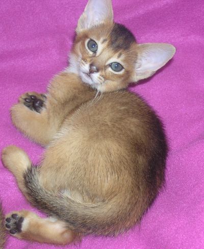 ����������� ����� �� ��������� ����� Rocabella