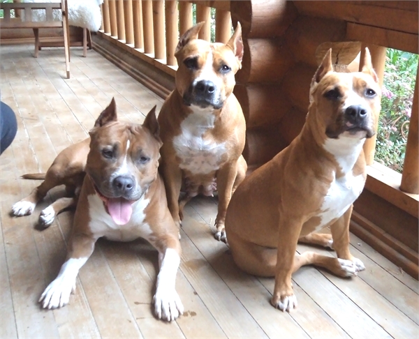 ������������� �������� �����