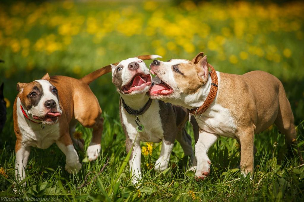 ������������� �������� �����