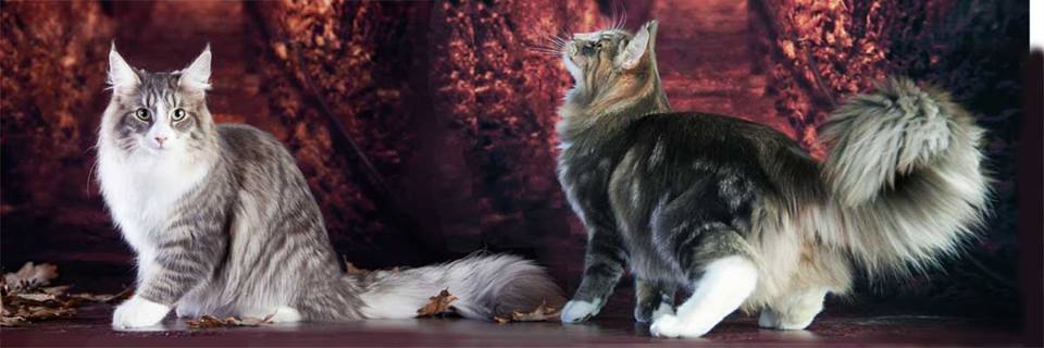 ���������� ������