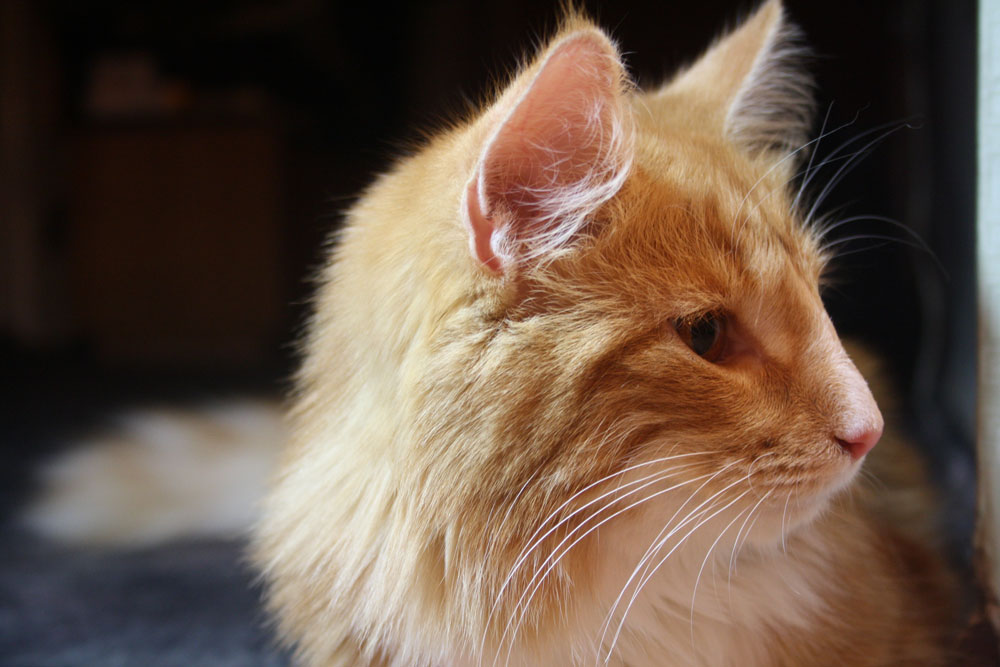 ���������� ������