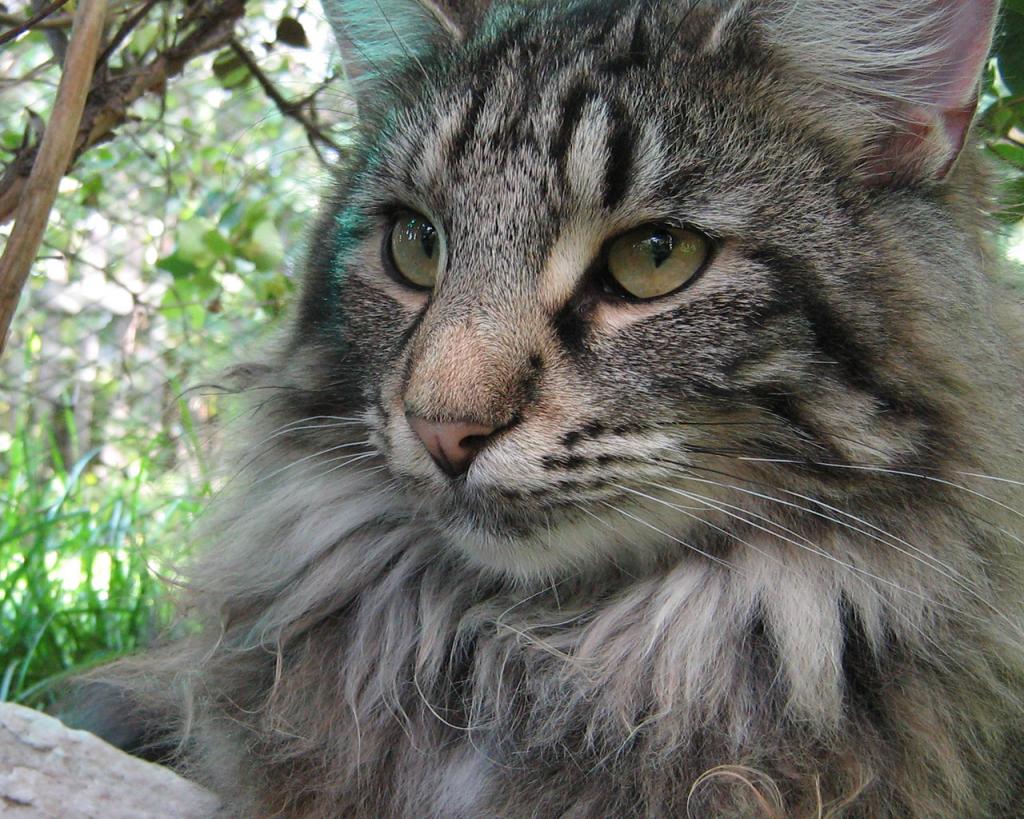 ���������� ������