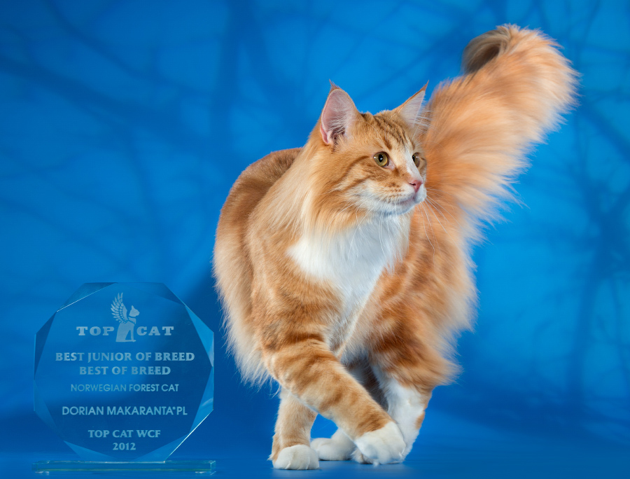 ���������� ������