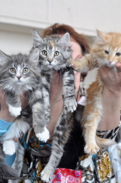 ���������� ������